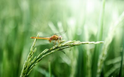 Co robić, gdy swędzi, puchnie i straszy?