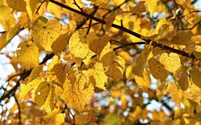 Witamina słońca – D3