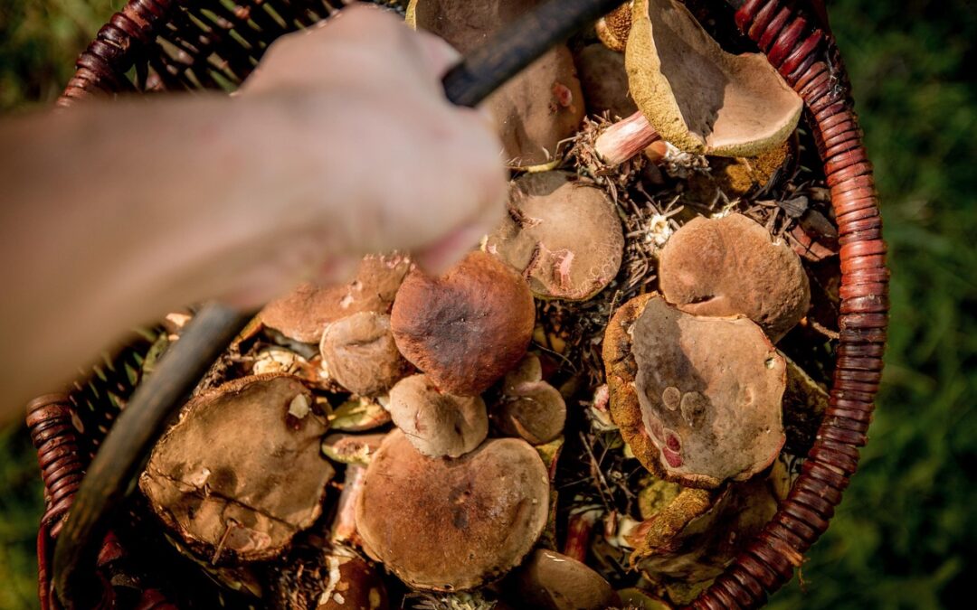 Gdzie na grzyby? Lubelskie