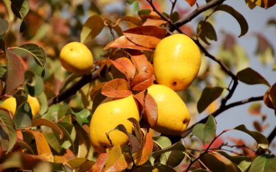 Pigwa – mały owoc, moc zdrowia