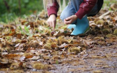 Gdzie w Lublinie zbierać kasztany?